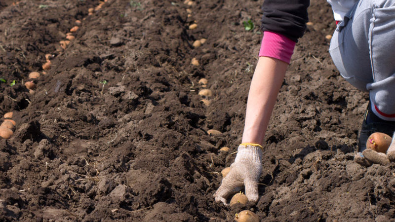 Preparing the soil for planting potatoes: what acidity of the earth is needed