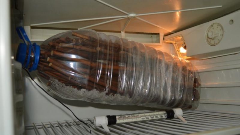 Proven ways to store grape cuttings in winter and check them before planting