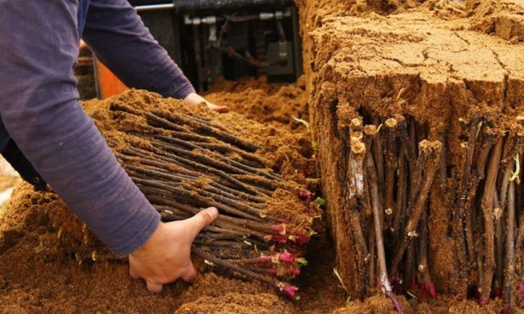 Proven ways to store grape cuttings in winter and check them before planting