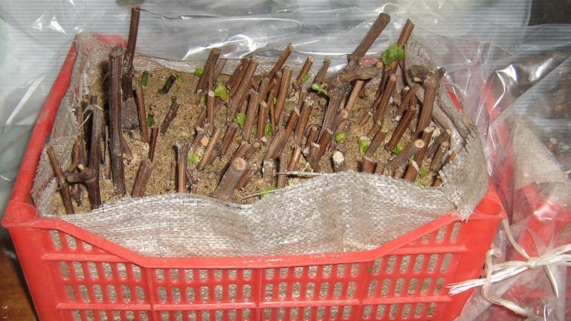 Proven ways to store grape cuttings in winter and check them before planting