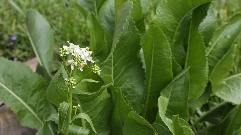 Do-it-yourself burning blank: is it possible to freeze horseradish for the winter and how to do it right