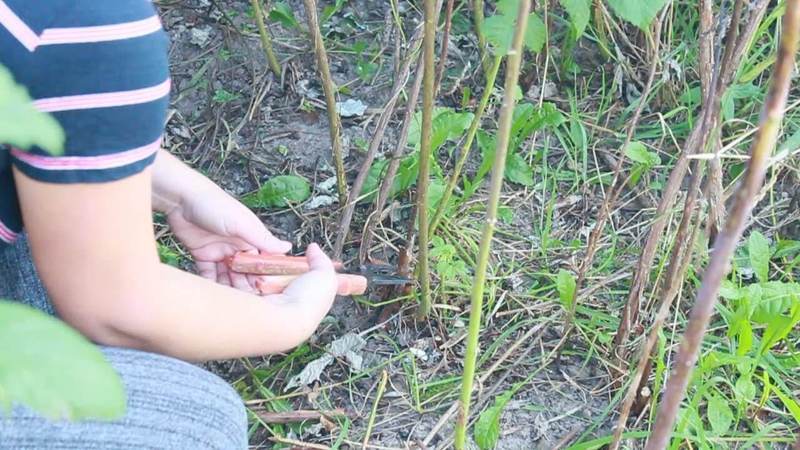 Simple and understandable instructions for pruning remontant raspberries in the fall for beginners