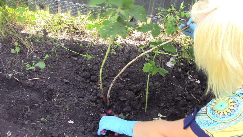 Instructions for caring for raspberries in spring after winter and advice from experienced gardeners
