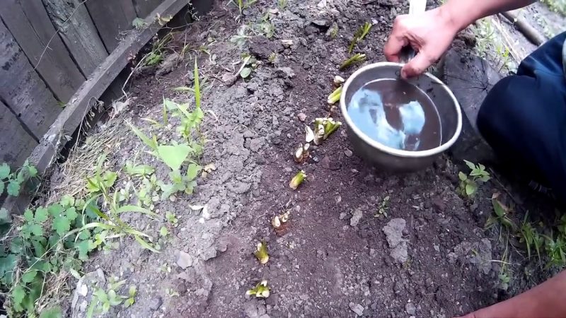 Step-by-step instructions for planting horseradish in the fall for beginner gardeners