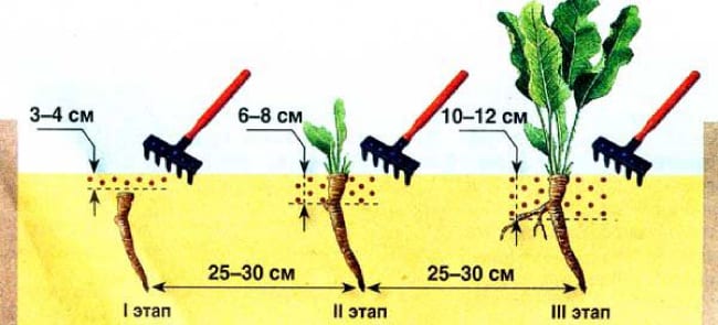 Step-by-step instructions for planting horseradish in the fall for beginner gardeners