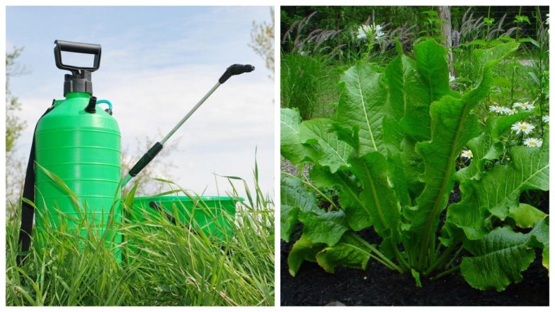 Step-by-step instructions for planting horseradish in the fall for beginner gardeners
