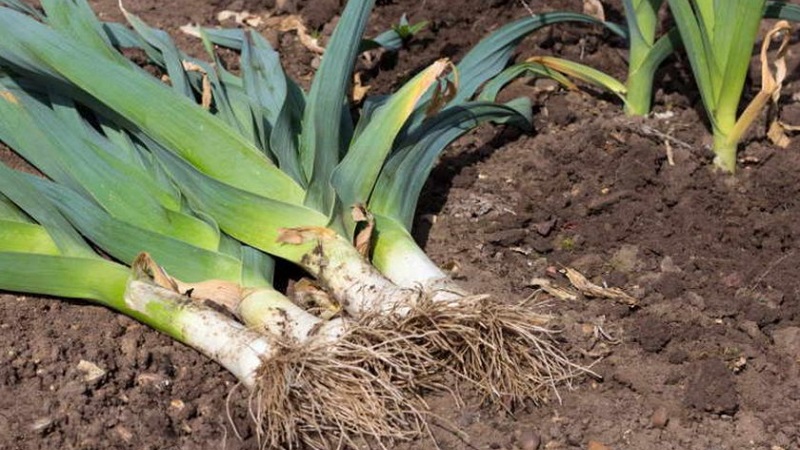 Instructions for growing leeks: planting and care in the open field before winter