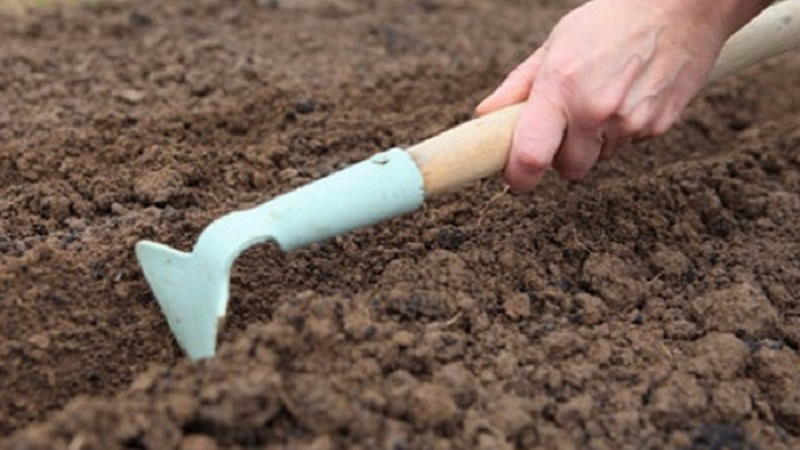 Instructions for growing leeks: planting and care in the open field before winter