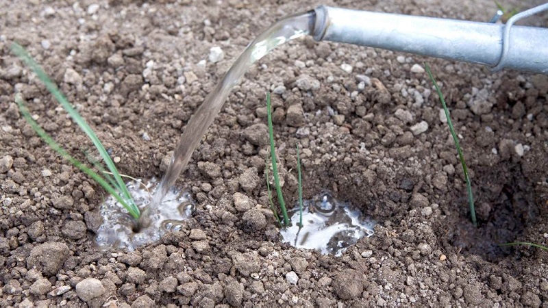 Instructions for growing leeks: planting and care in the open field before winter