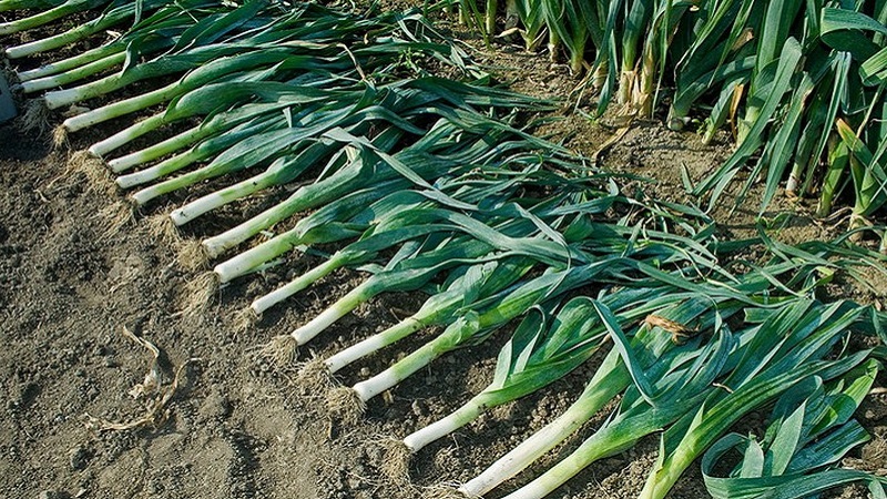 Instructions for growing leeks: planting and care in the open field before winter