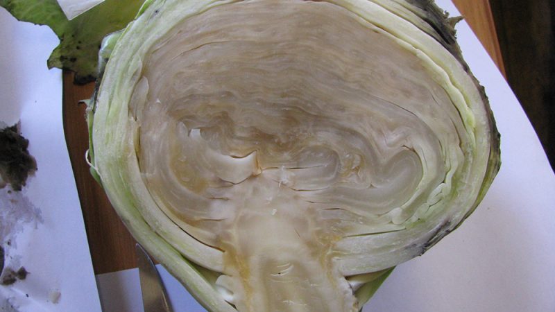 What to do with frozen cabbage and can it be salted