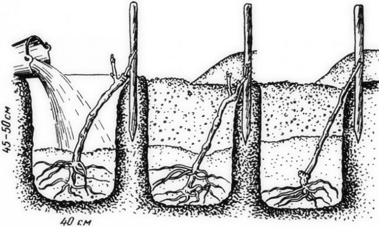 How grapes should be planted in autumn