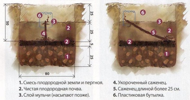 How grapes should be planted in autumn