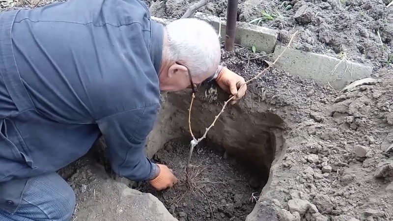 How grapes should be planted in autumn