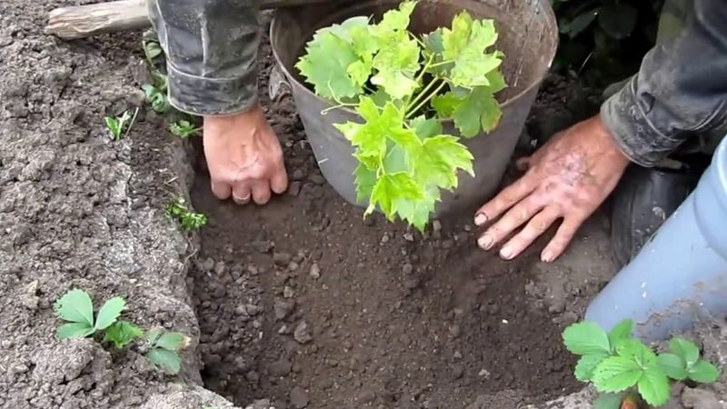 How grapes should be planted in autumn