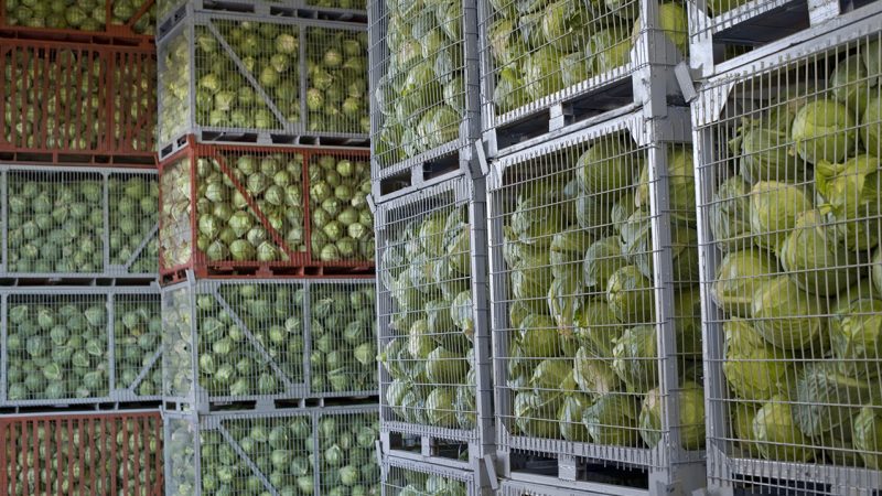 The best ways to store cabbage in the cellar in winter
