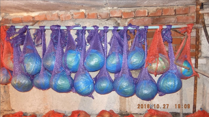 The best ways to store cabbage in the cellar in winter