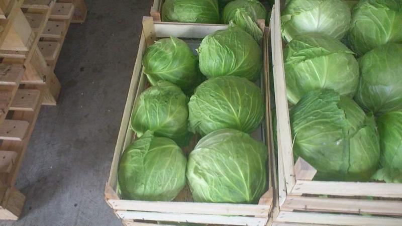 The best ways to store cabbage in the cellar in winter
