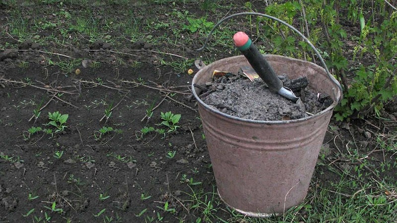 How and what to properly feed grapes in autumn