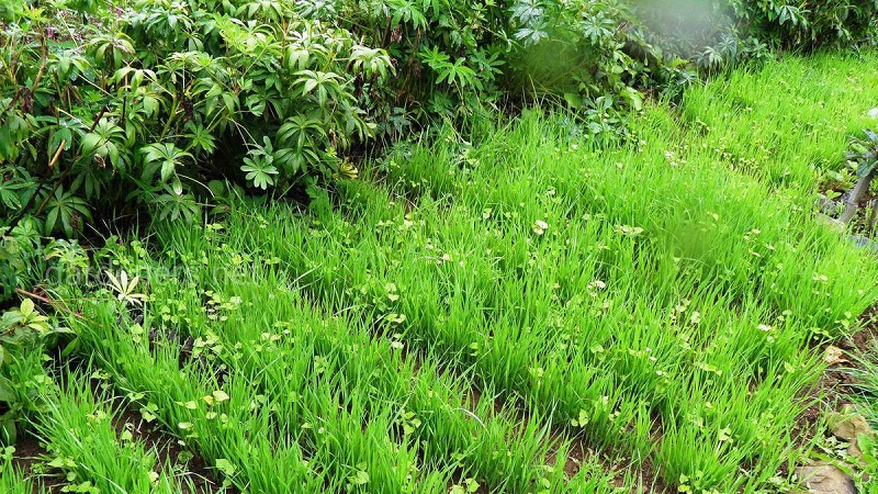 What are the differences between wheat, rye, oats and barley: photo and comparative characteristics