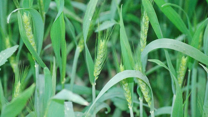 How and when to cut oats like green manure