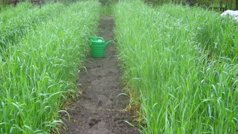 How and when to cut oats like green manure