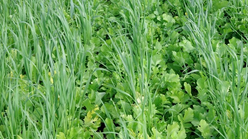 How and when to cut oats like green manure
