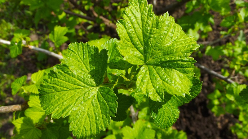 How and when to collect currant and raspberry leaves for drying for the winter