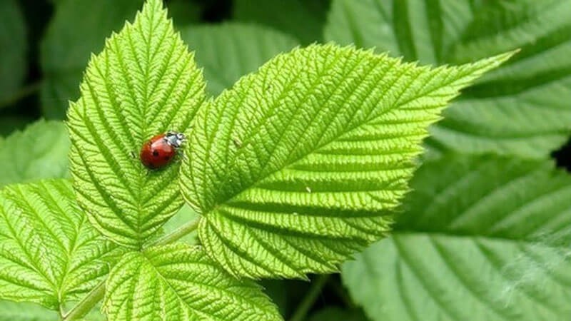 How and when to collect currant and raspberry leaves for drying for the winter