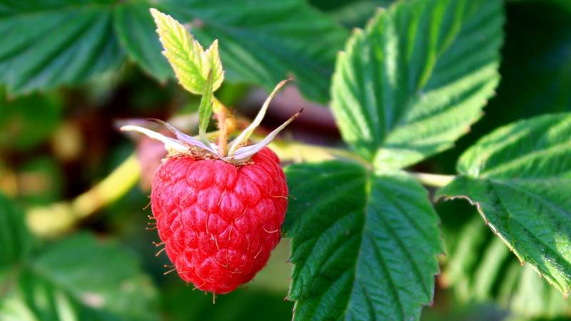How and when to collect currant and raspberry leaves for drying for the winter