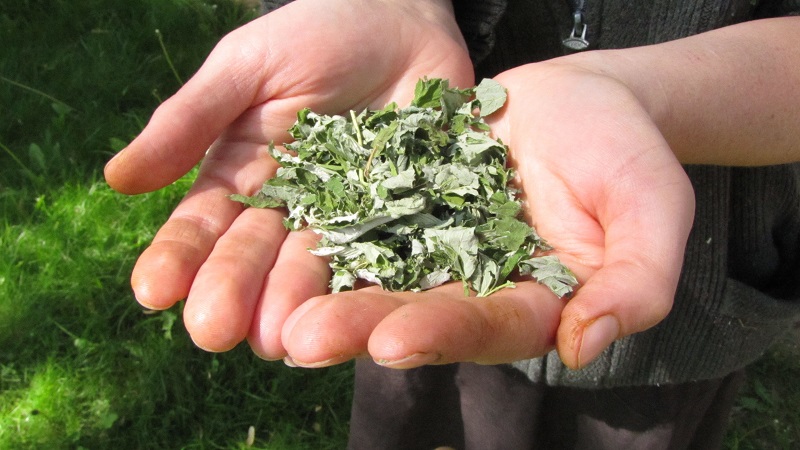 How and when to collect currant and raspberry leaves for drying for the winter