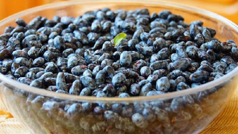 How to freeze honeysuckle for the winter as juice, puree, or whole berries