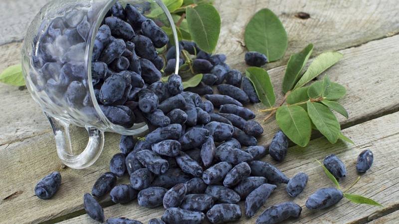The best varieties of edible honeysuckle