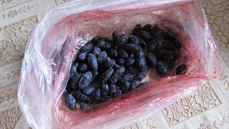How to freeze honeysuckle for the winter as juice, puree, or whole berries