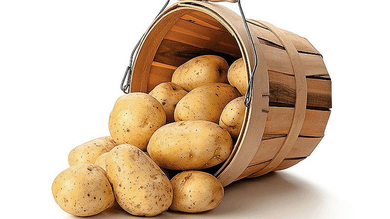 How to store potatoes in winter in a private house without a cellar