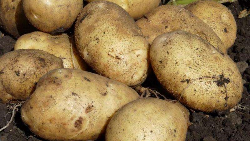 How to store potatoes in winter in a private house without a cellar
