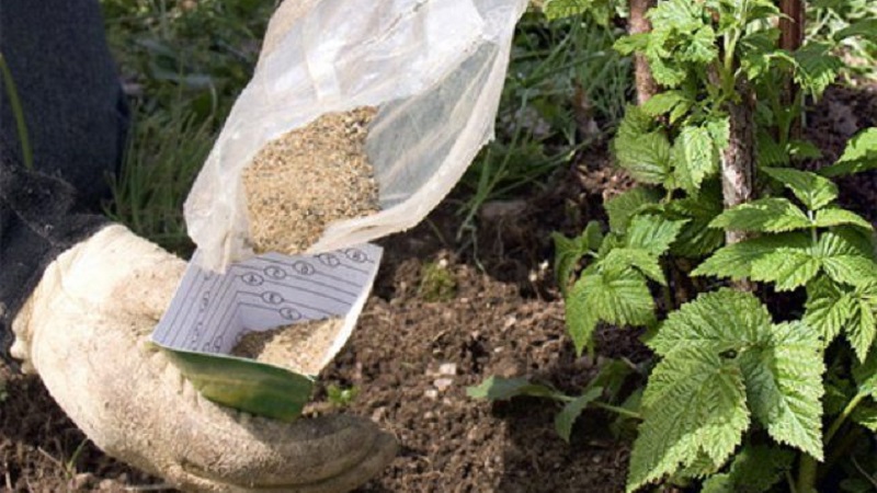How and how to feed raspberries in the fall