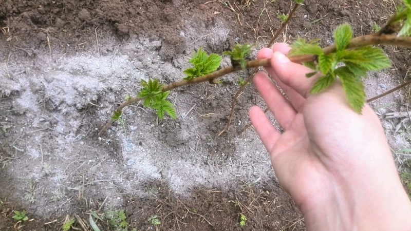 Instructions for caring for raspberries in spring after winter and advice from experienced gardeners