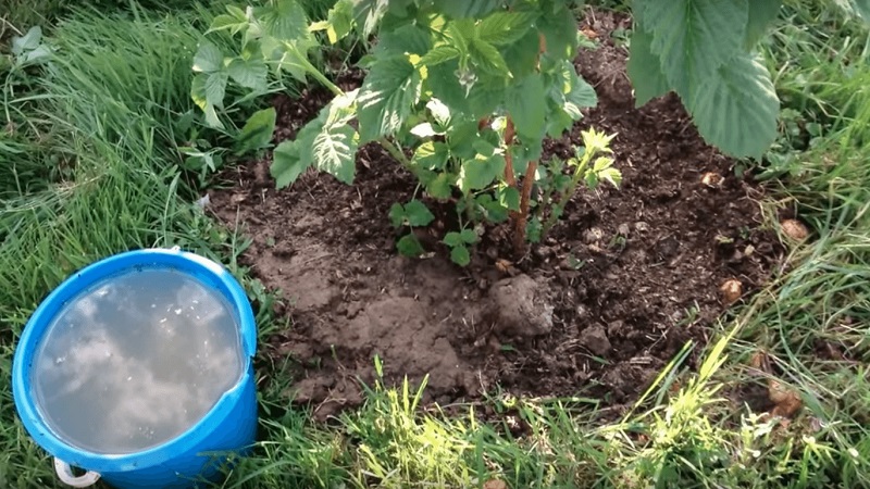 Instructions for caring for raspberries in spring after winter and advice from experienced gardeners