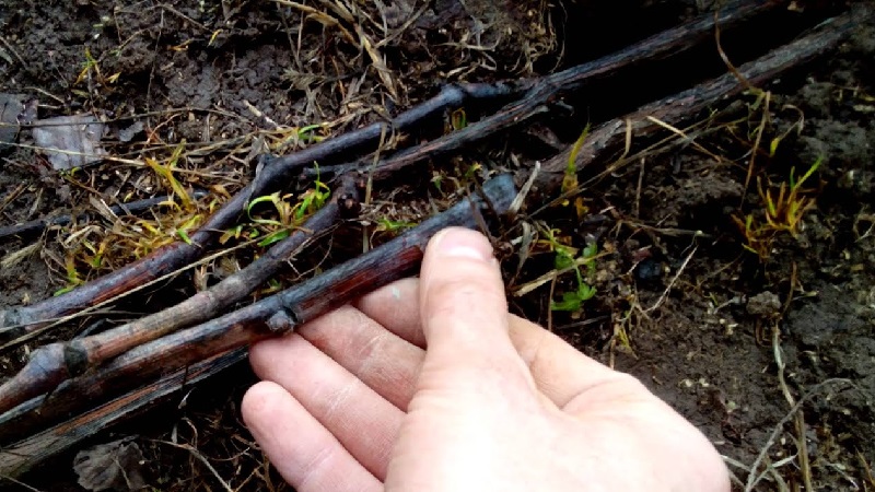 How and when to open grapes after wintering