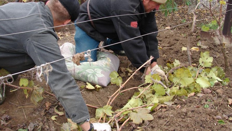 How and when to open grapes after wintering
