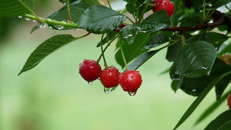 A guide on how to plant cherries correctly in the fall and avoid mistakes