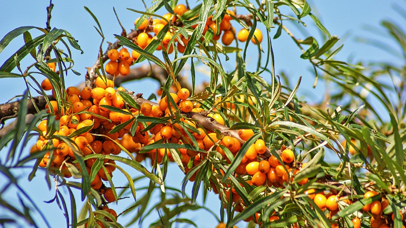 Variety of species and varieties of sea buckthorn