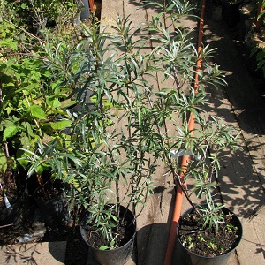 How to properly plant sea buckthorn in the fall and take care of it after planting