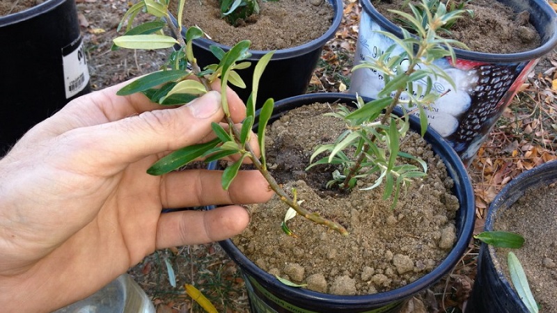 How to properly plant sea buckthorn in the fall and take care of it after planting