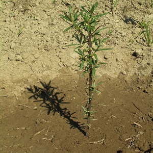 How to properly plant sea buckthorn in the fall and take care of it after planting