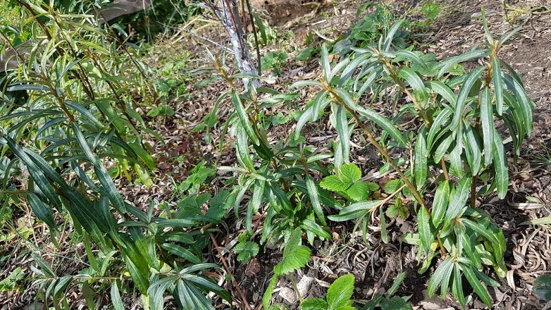 How to properly plant sea buckthorn in the fall and take care of it after planting