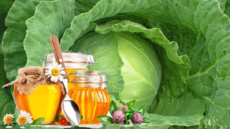 How to use cabbage with honey for coughs and how effective it is