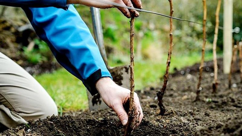 How to properly plant raspberries in the fall and take care of them further