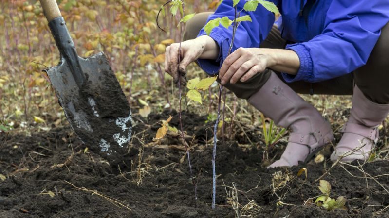 How to properly plant raspberries in the fall and take care of them further
